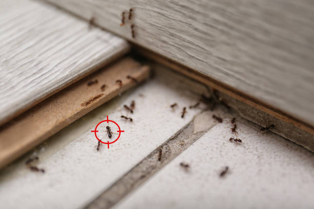 Best Commercial Pest Control Services  in Cape Girardeau, MO