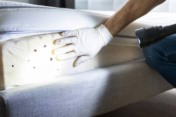 Best Flea Control Services  in Cape Girardeau, MO