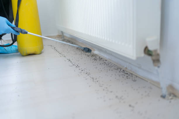Best Residential Pest Control  in Cape Girardeau, MO